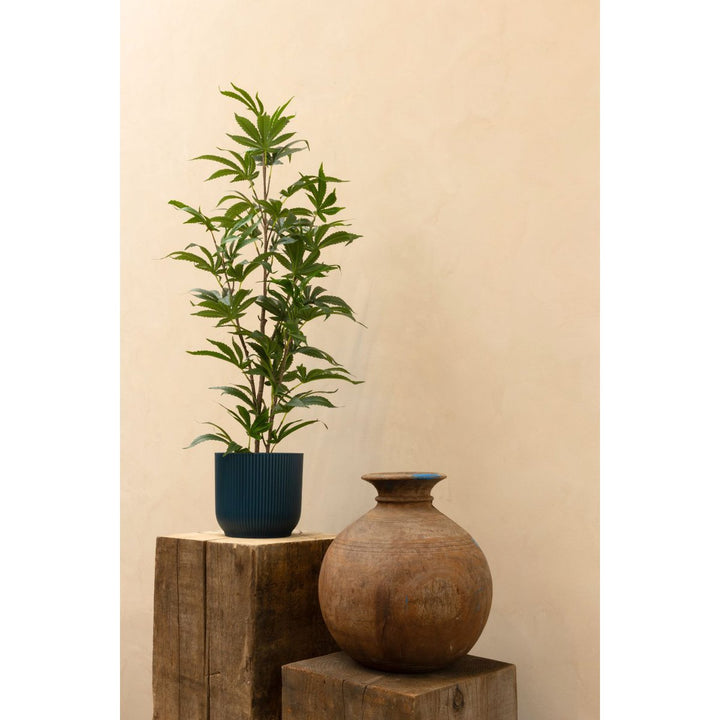 Aralia Kunstplant 100 cm