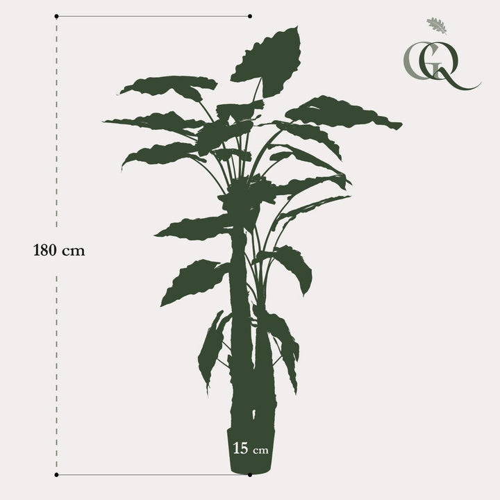 Kunstplant Olifantsoor - 180 cm